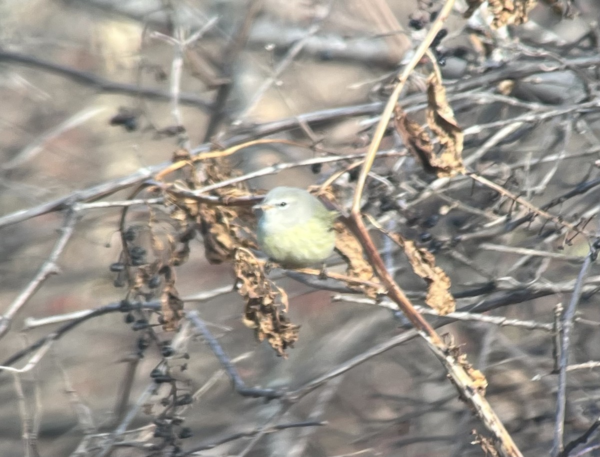 Orange-crowned Warbler - ML646749619