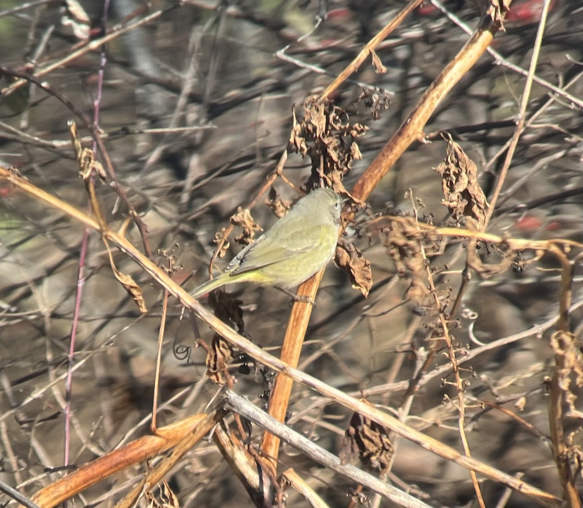 Orange-crowned Warbler - ML646749620