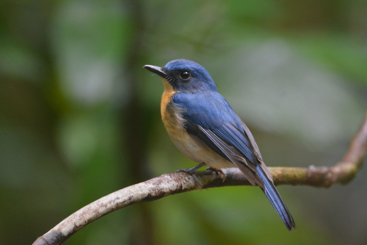Palawan Blue Flycatcher - ML646749621