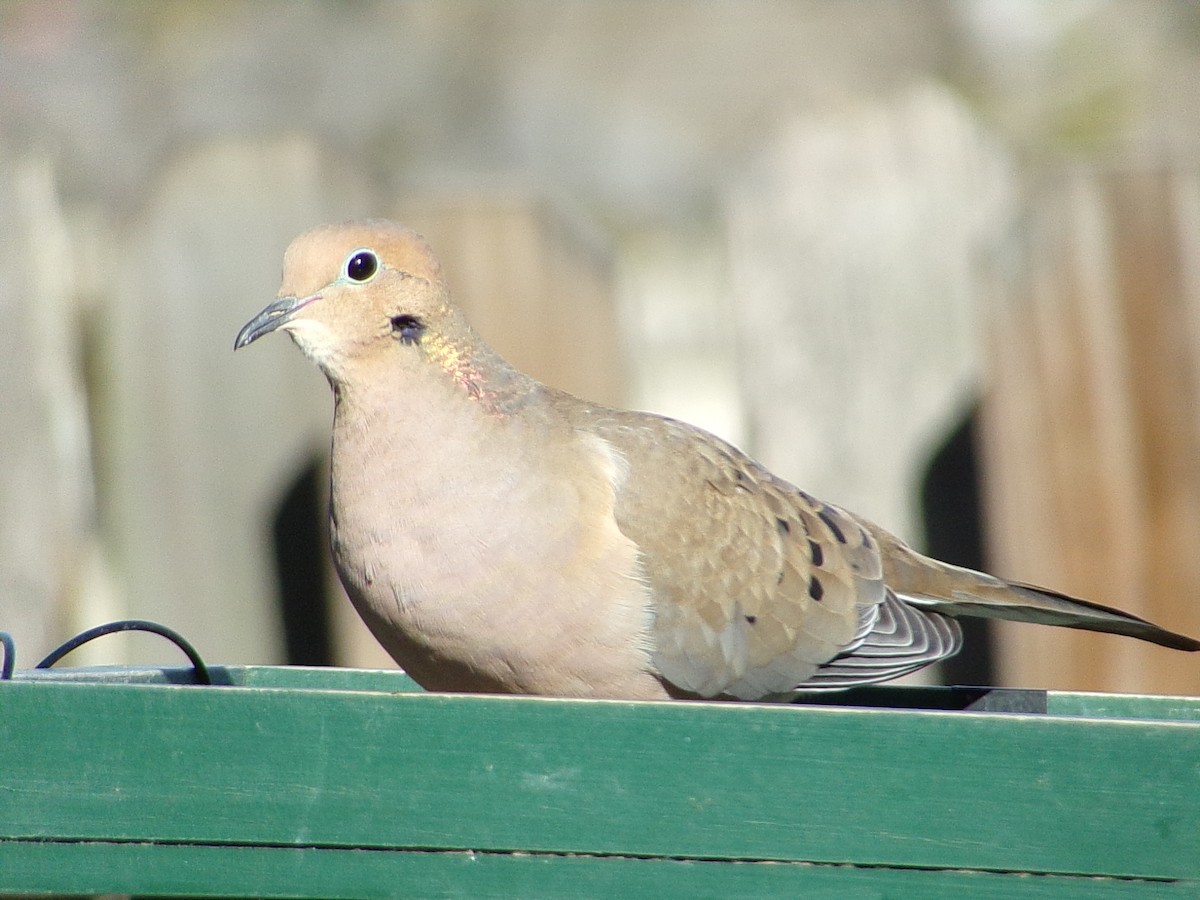 Zenaida Huilota - ML646749624