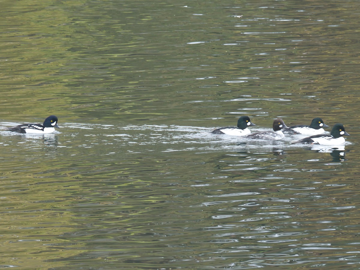 キタホオジロガモ - ML646749627