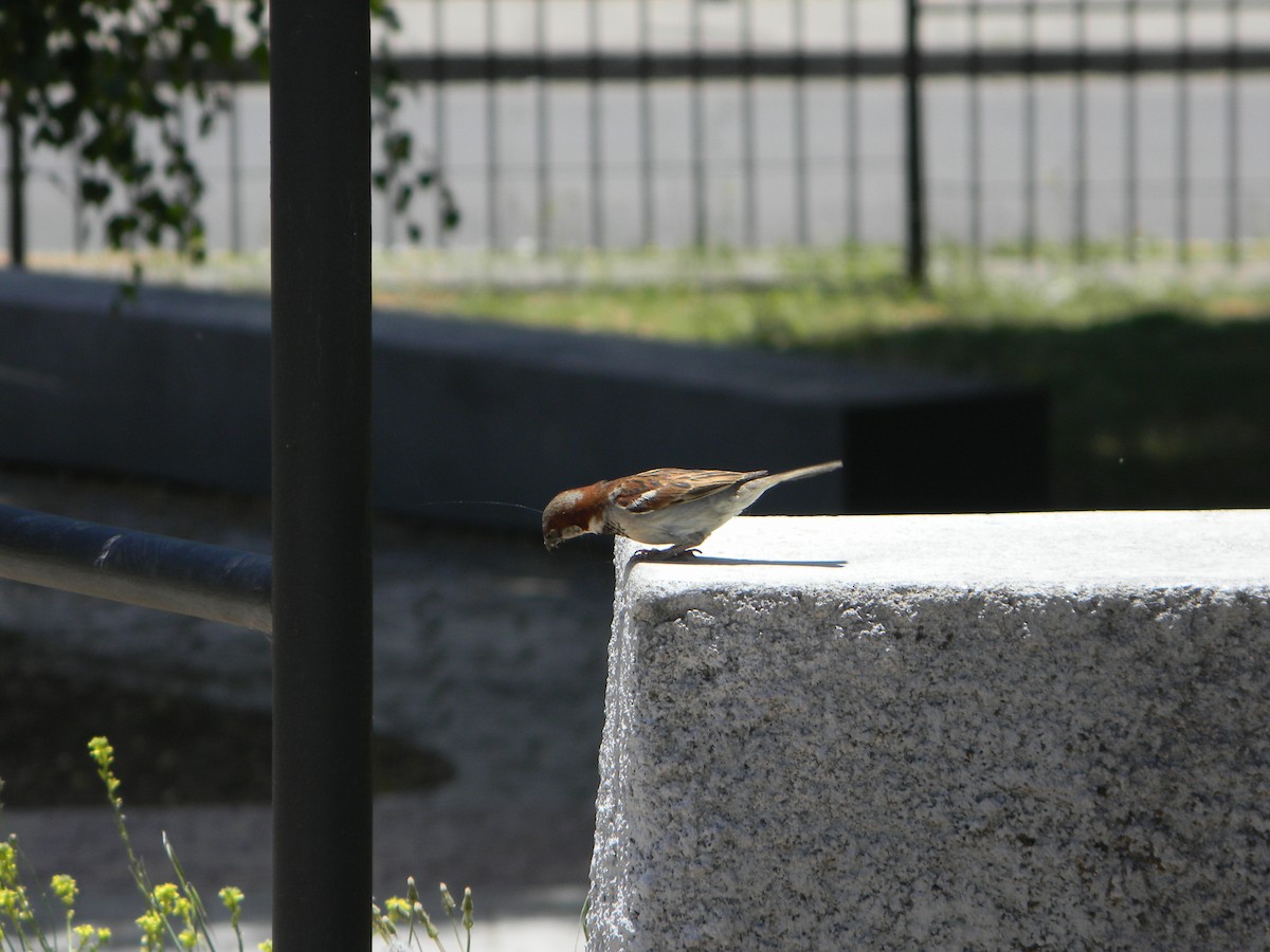 Gorrión Común - ML646749628