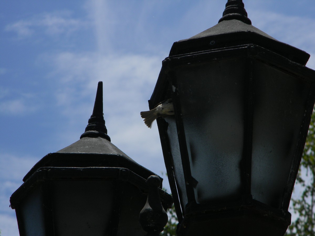 Gorrión Común - ML646749630