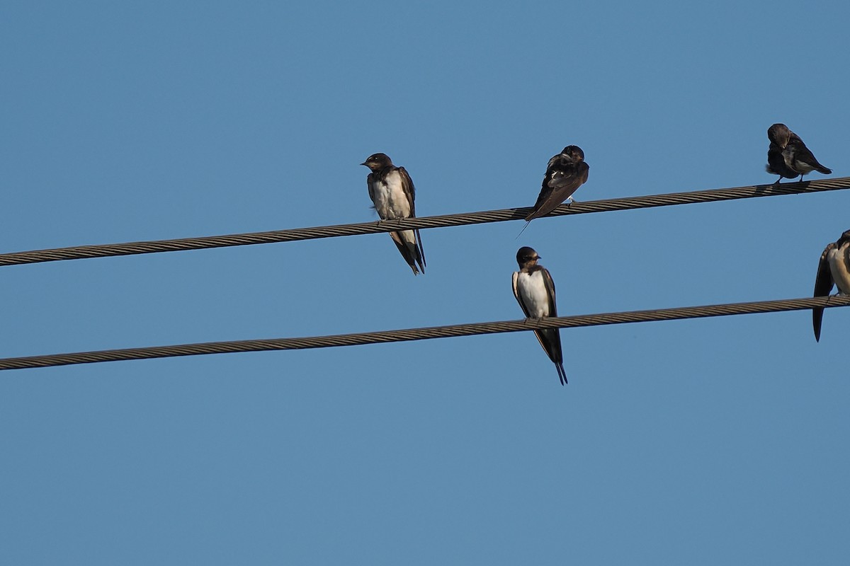 Ластівка сільська - ML646749631