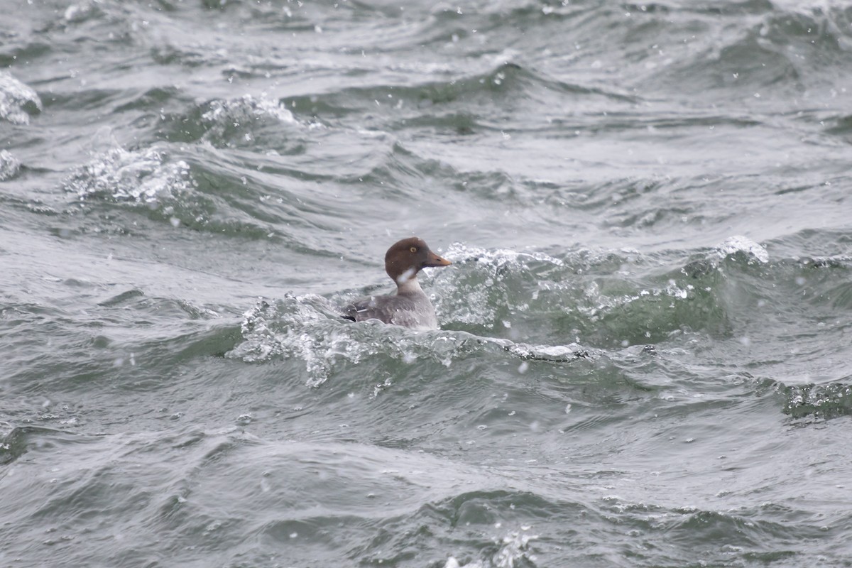 Altıngöz - ML646749633