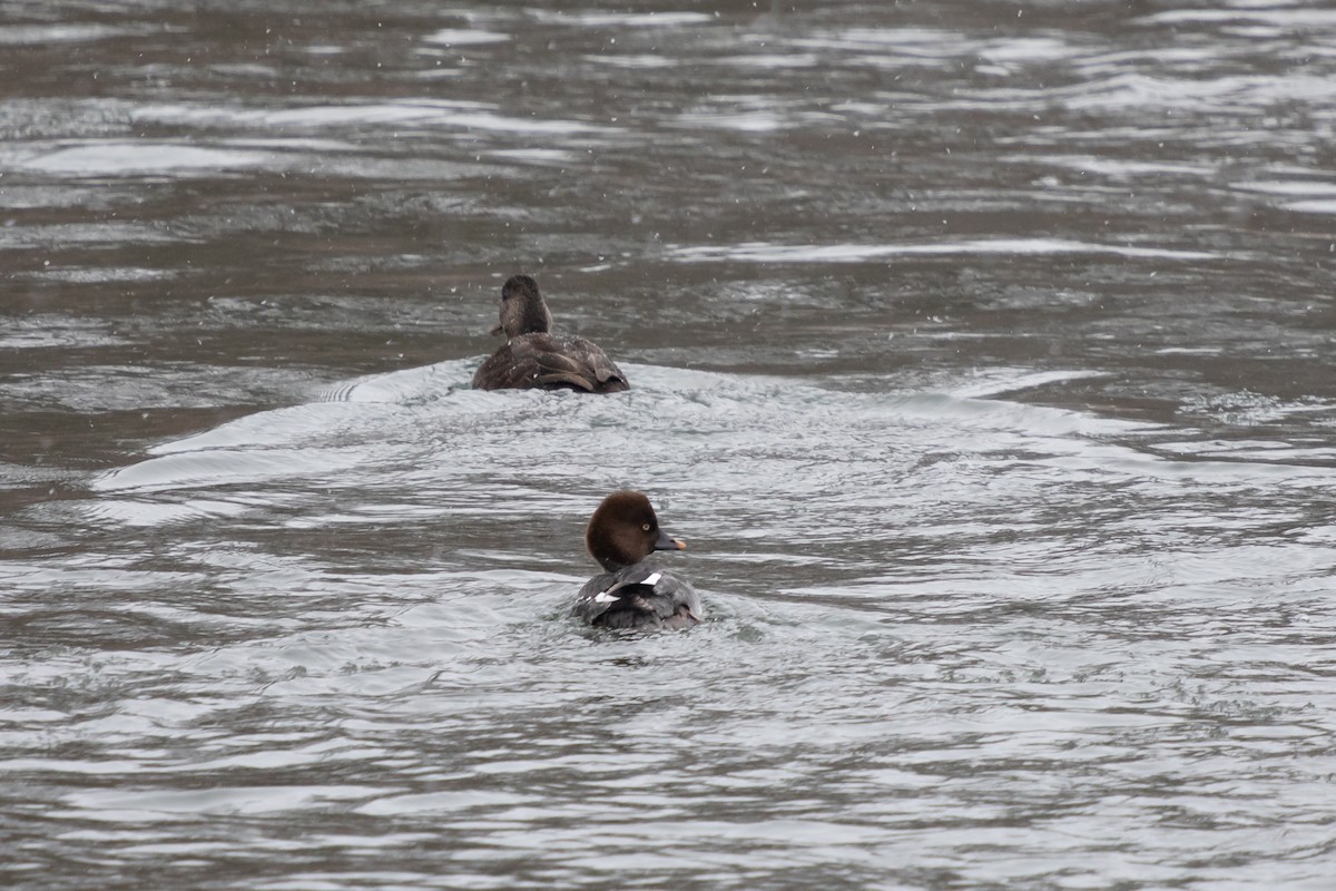 Porrón Osculado - ML646749635