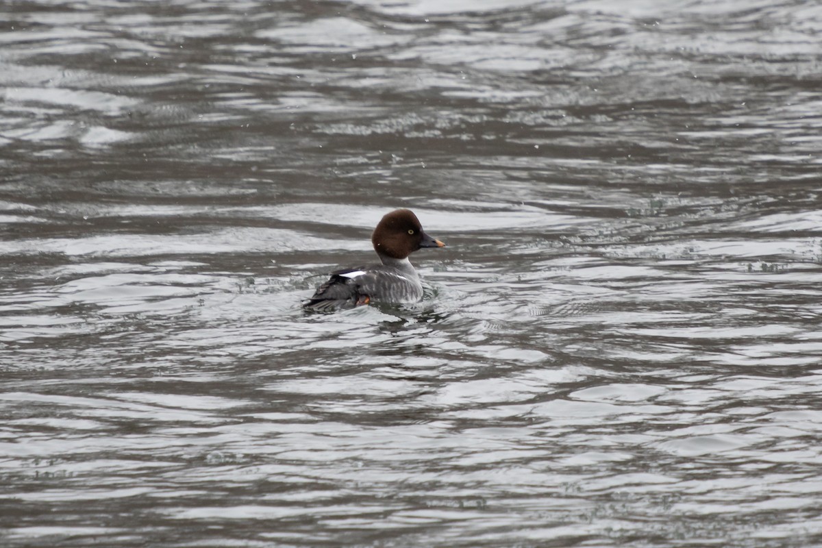 Porrón Osculado - ML646749636