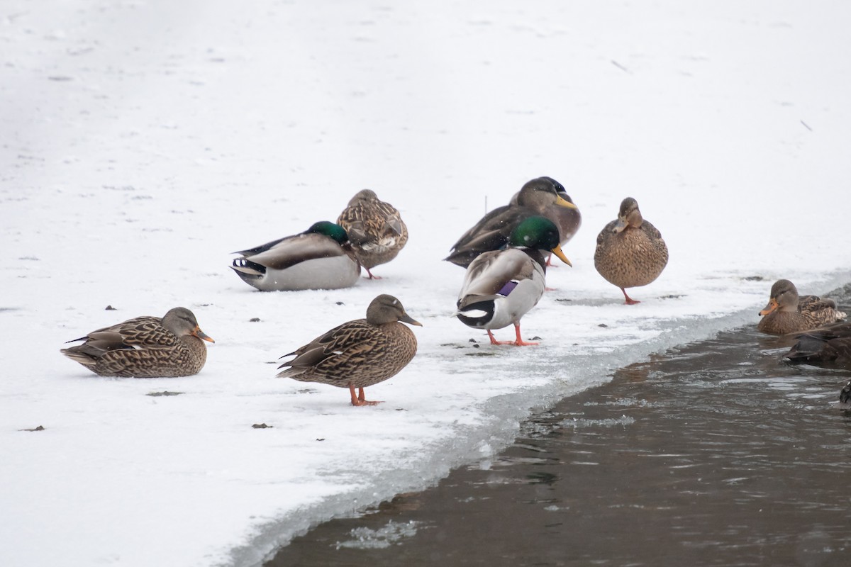 Yeşilbaş - ML646749637