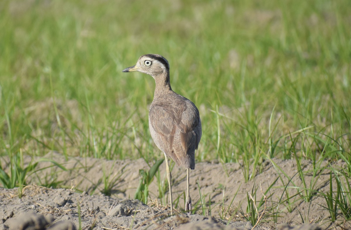 Перуанская авдотка - ML646749638