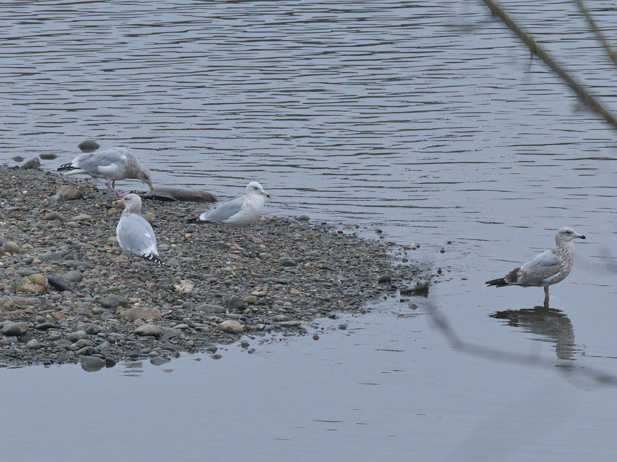 Gaviota Argéntea Americana - ML646749639
