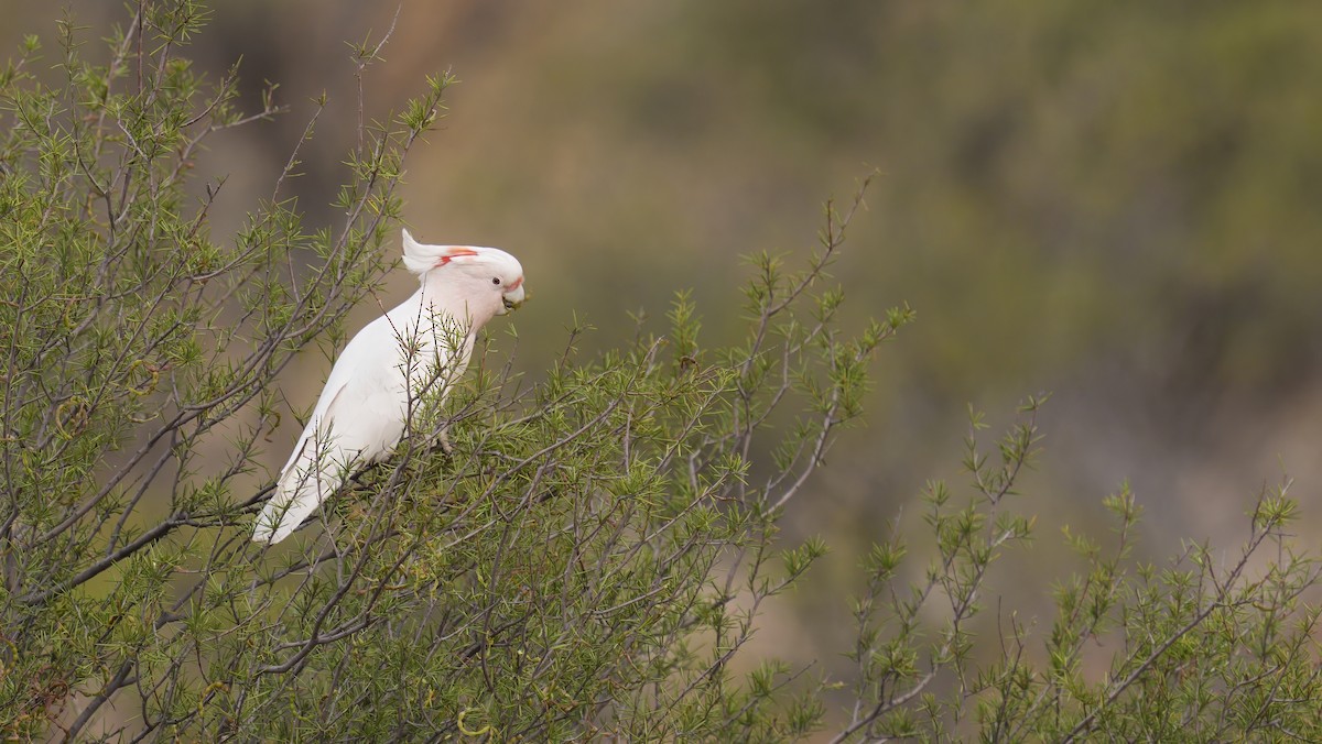 Cacatú Abanderada - ML646749640