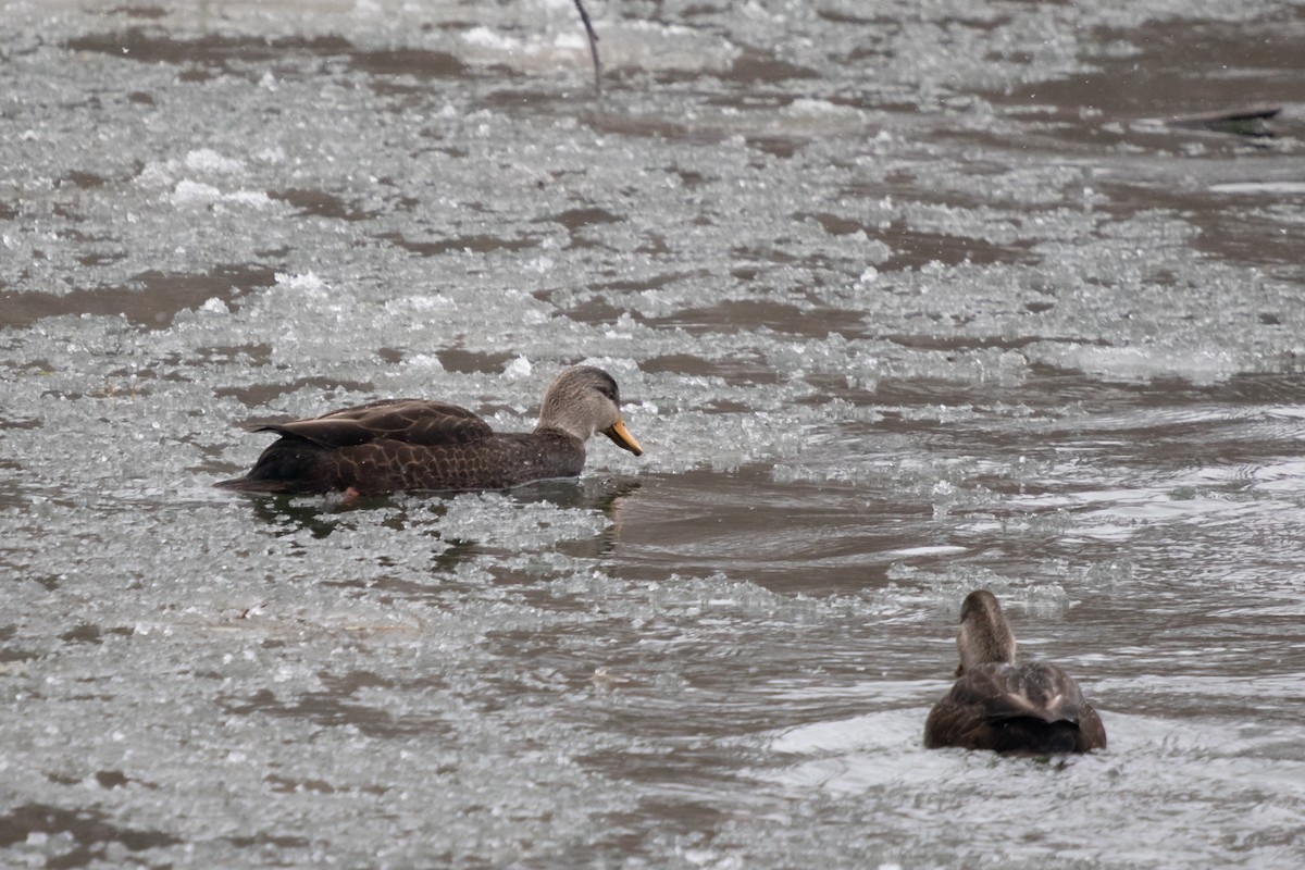 American Black Duck - ML646749642