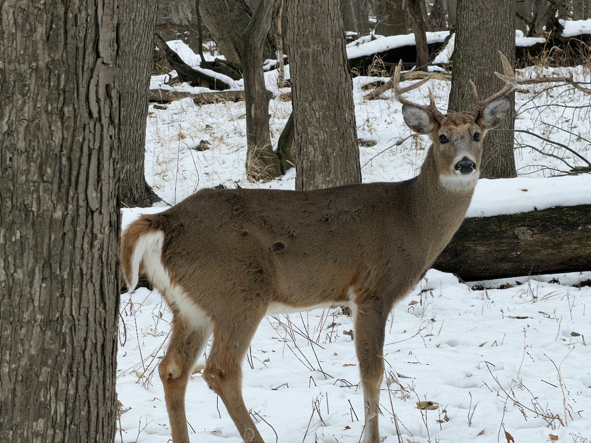 Животные - ML646749643