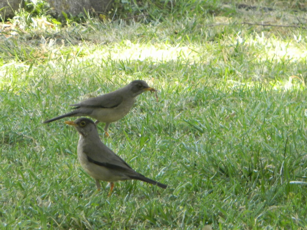 Zorzal Patagón - ML646749644