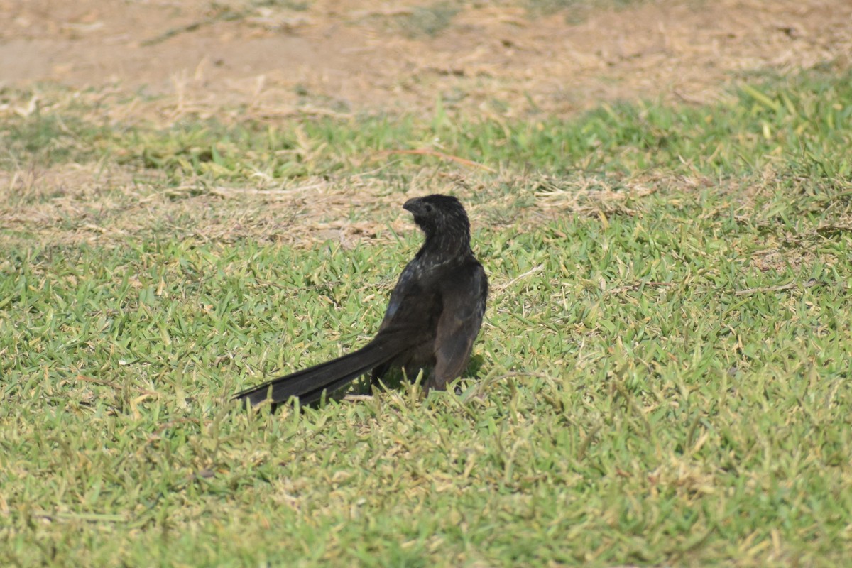 Морщинистоклювая ани - ML646749645