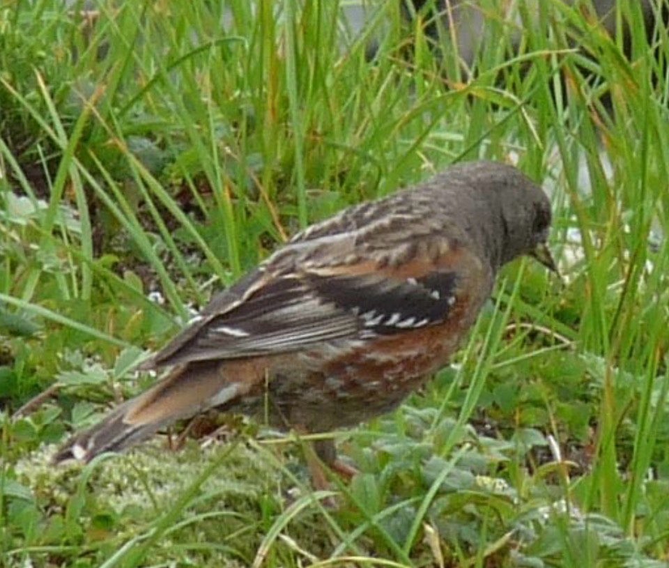 岩鷚 - ML646749646