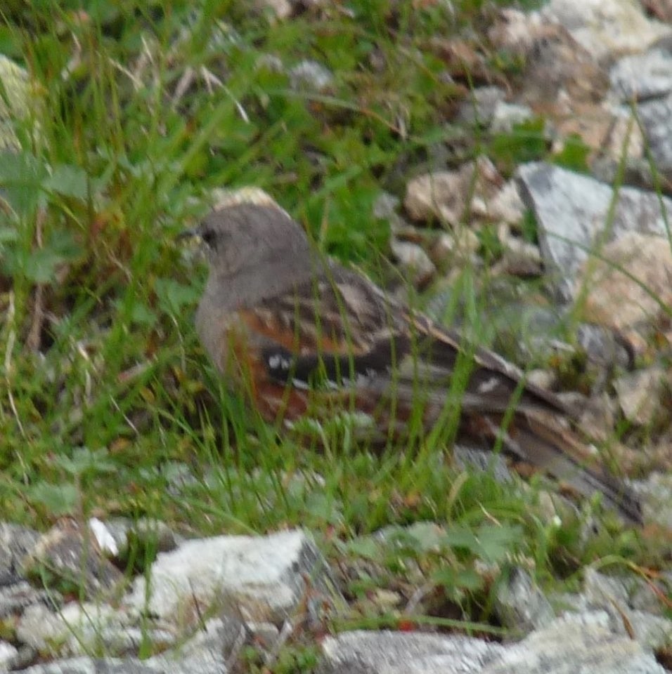 岩鷚 - ML646749647