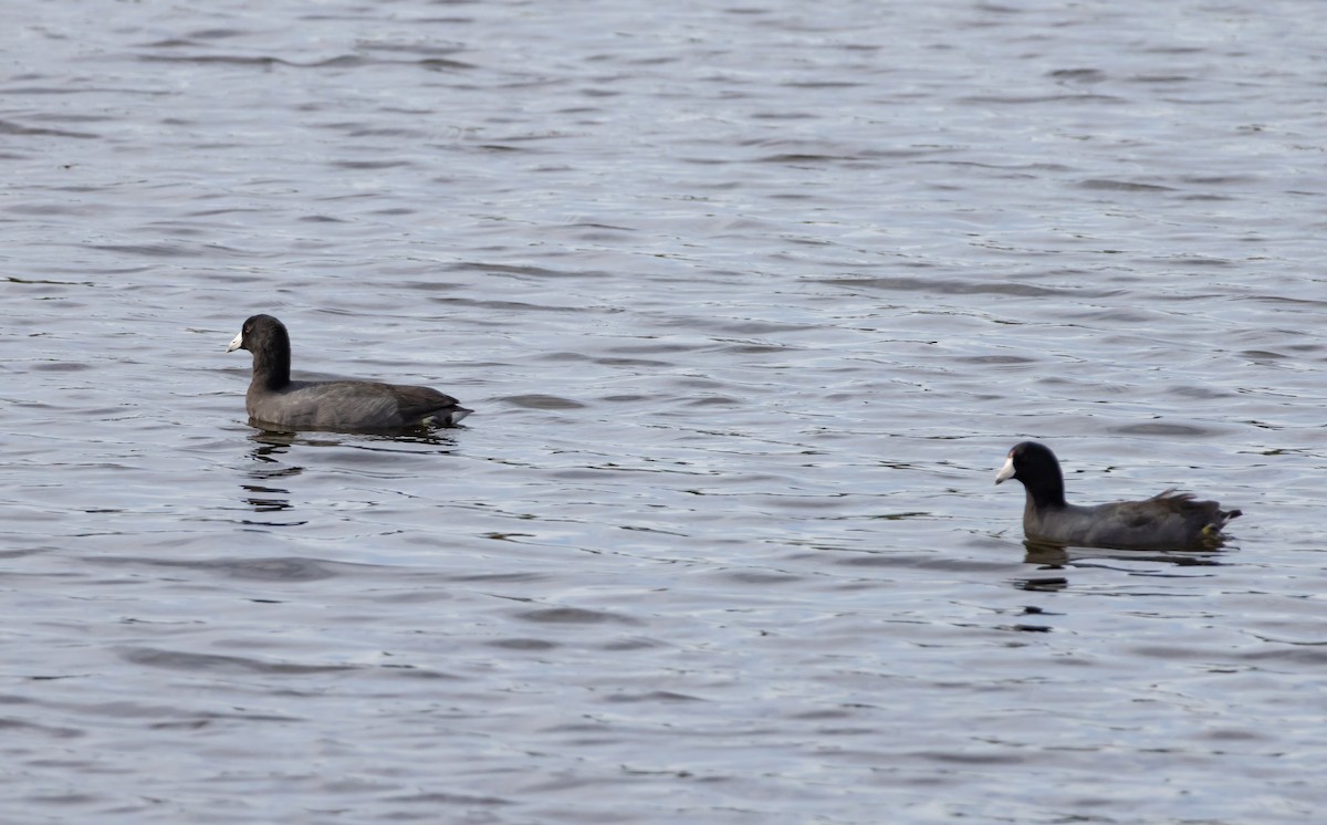 Focha Americana - ML646749648