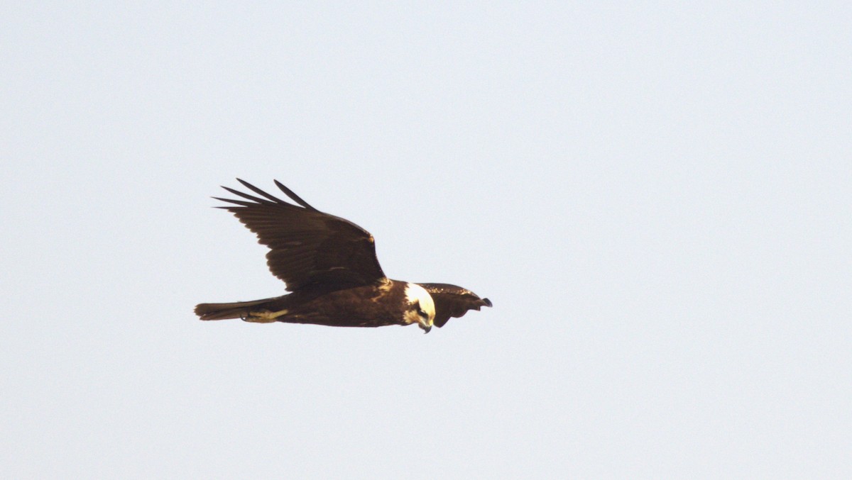 Western Marsh Harrier - ML646749649