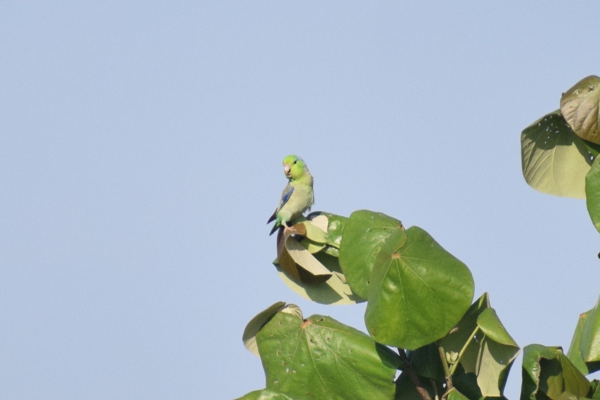 Западный воробьиный попугайчик - ML646749650
