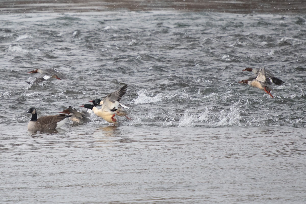 Büyük Tarakdiş - ML646749651