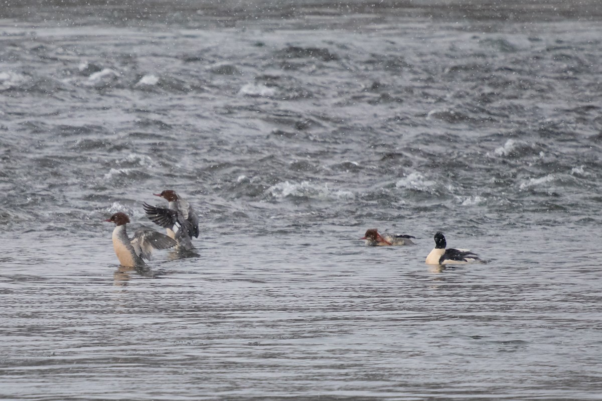 Büyük Tarakdiş - ML646749653