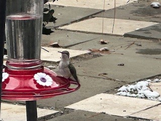 Colibrí Gorjirrubí/Gorjinegro - ML646749656