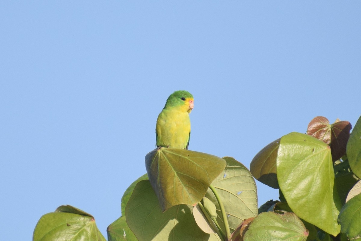 Желтолобый калита - ML646749657