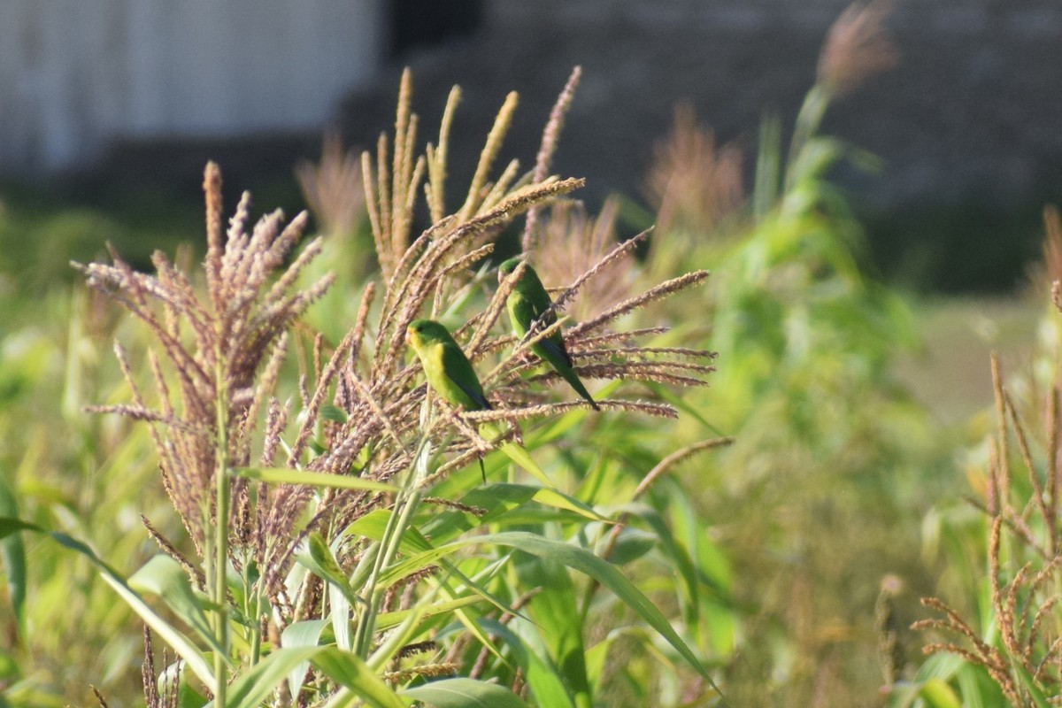 Желтолобый калита - ML646749658