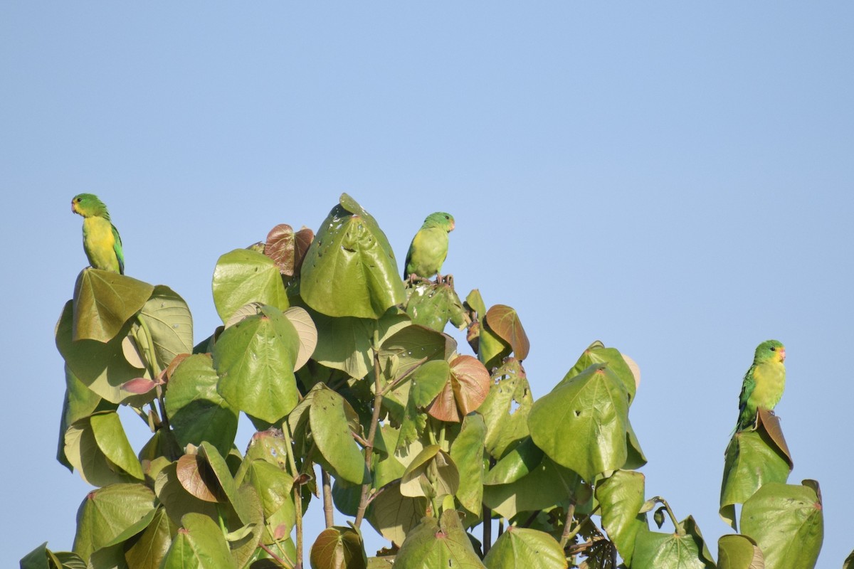 Желтолобый калита - ML646749659