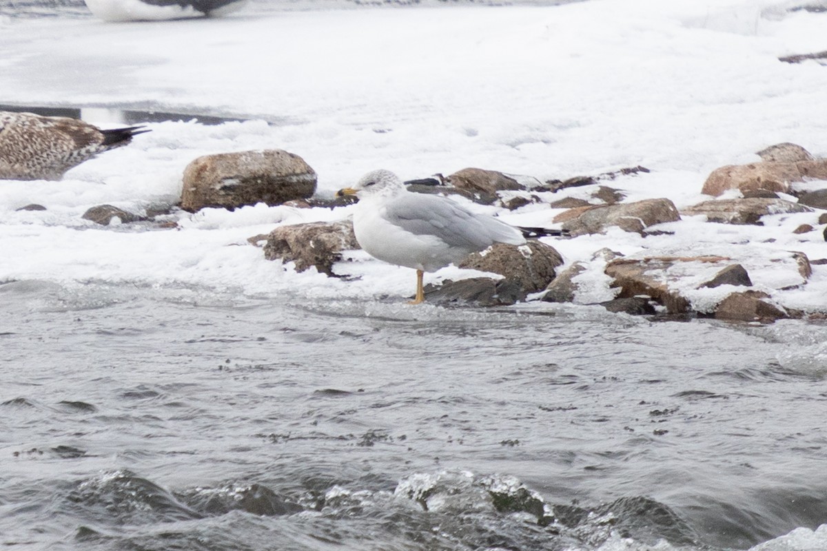 Halkalı Martı - ML646749660