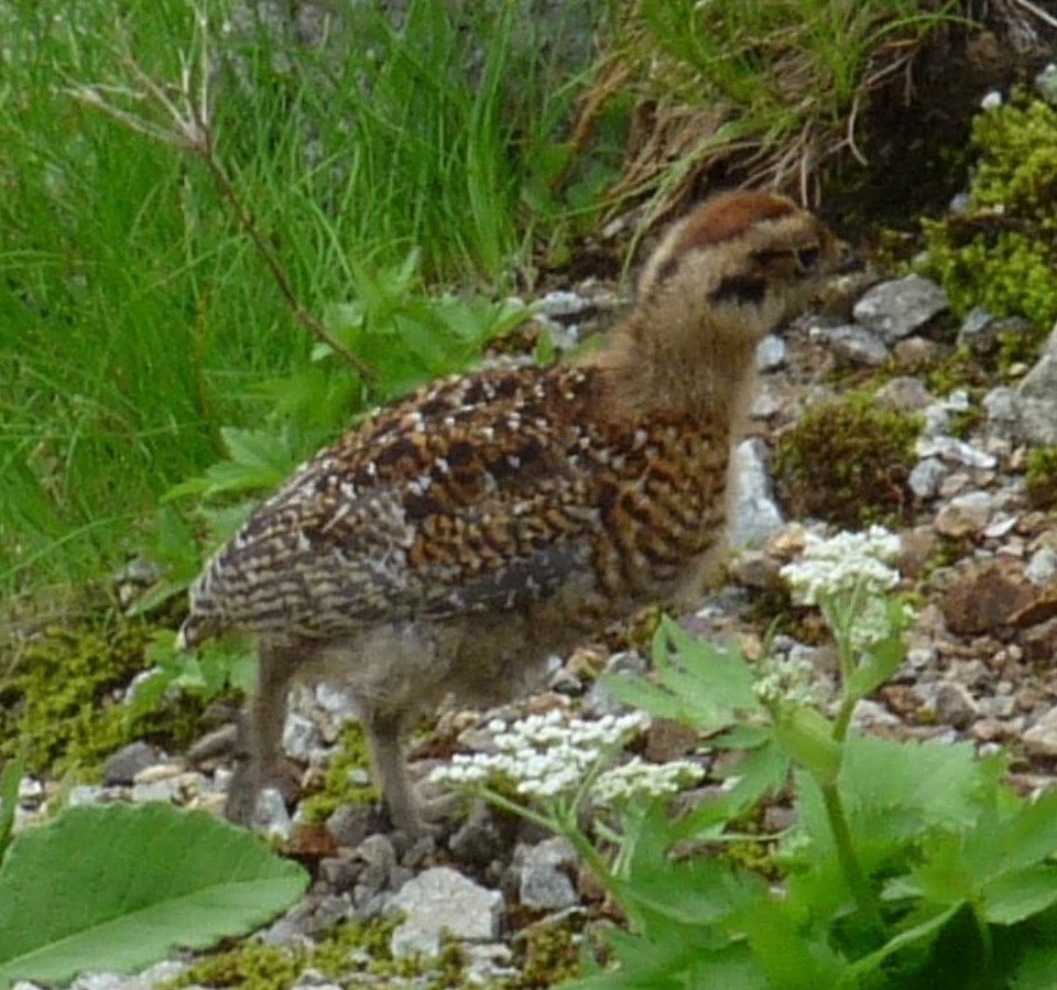 Rock Ptarmigan - ML646749661