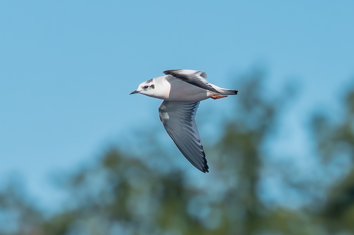 שחף גמדי - ML646749662