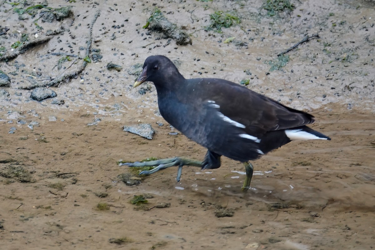 Хажилгат түнжүүр - ML646749663