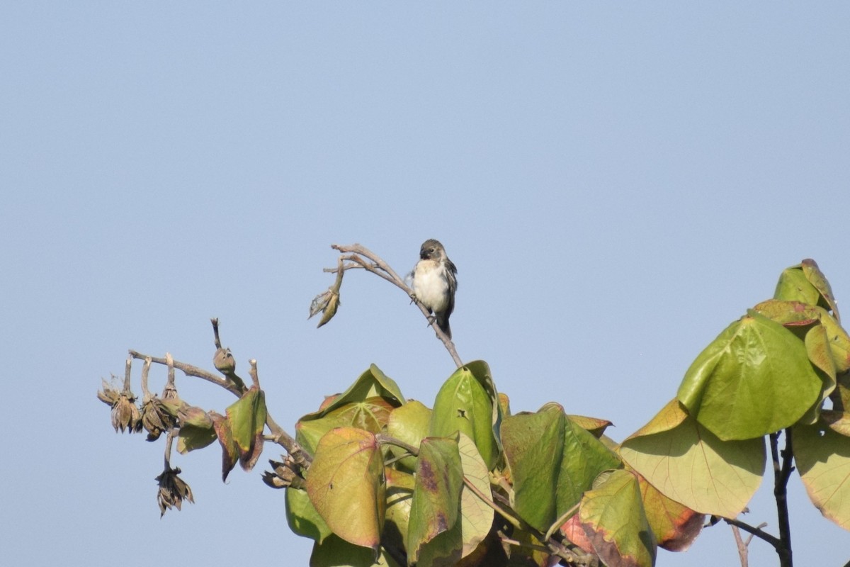 Каштановогорлый просяночник - ML646749665