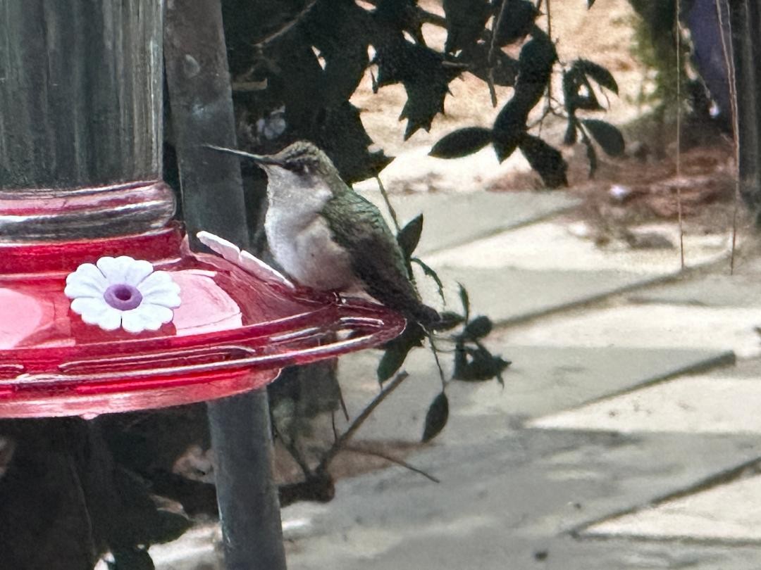 Ruby-throated Hummingbird - ML646749666