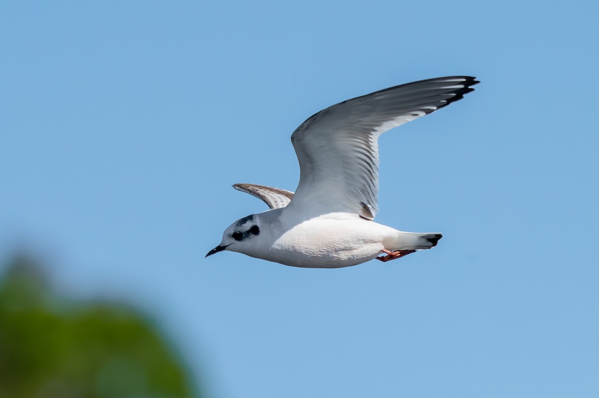 שחף גמדי - ML646749667