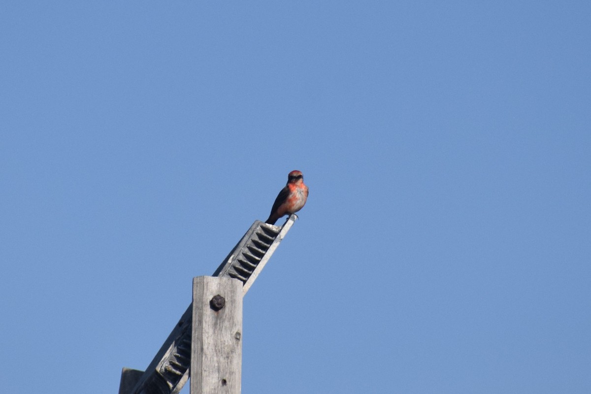 Красный мухолов [группа obscurus] - ML646749668