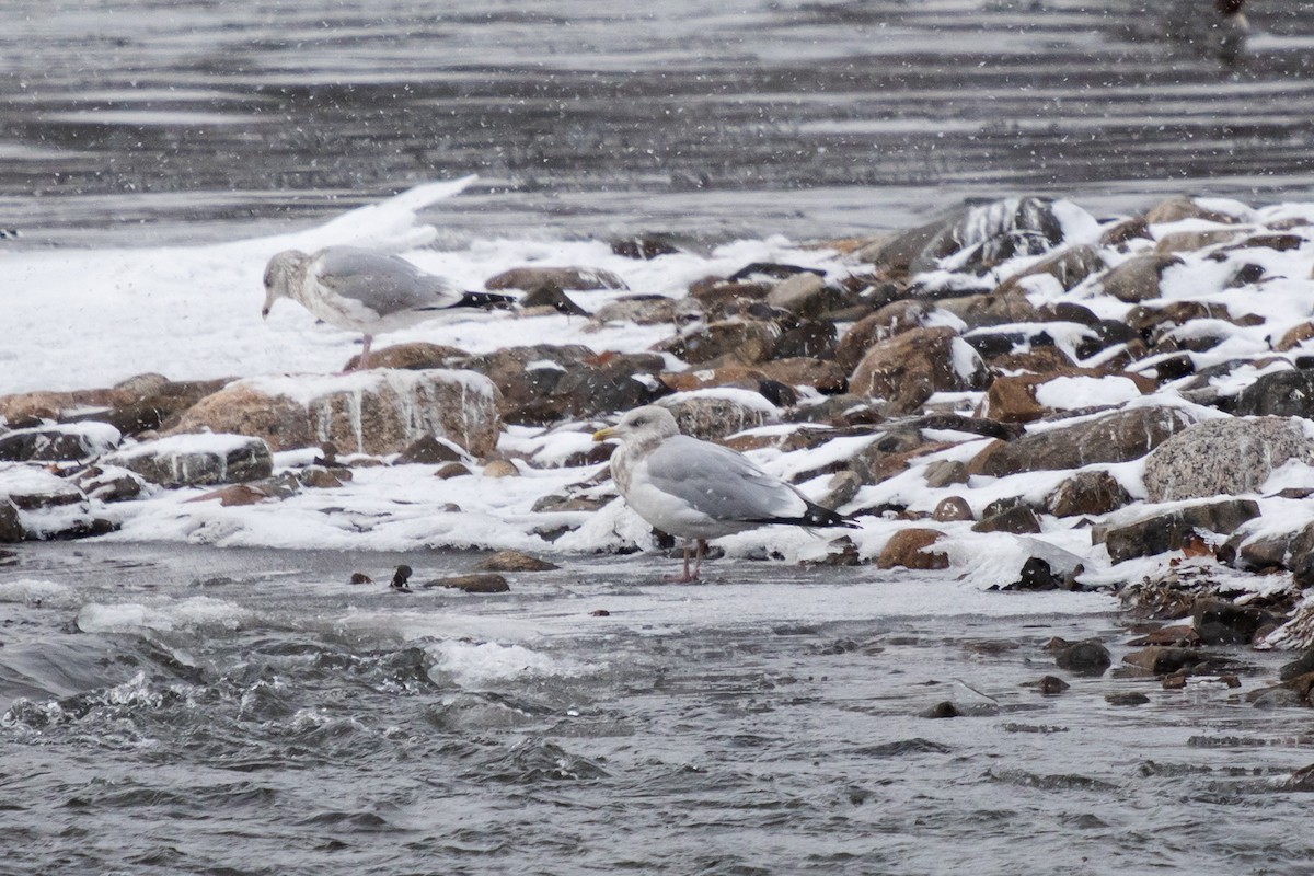 Amerika Gümüş Martısı - ML646749669