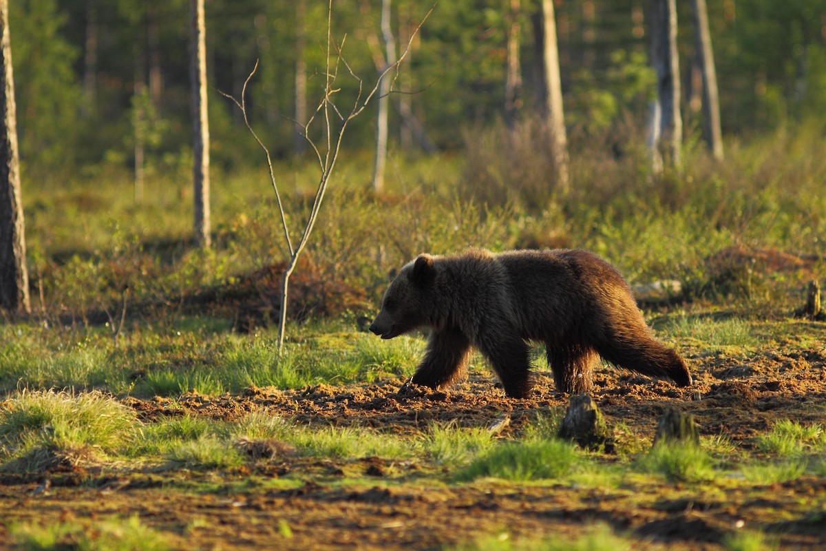 Europäischer Braunbär - ML646749670