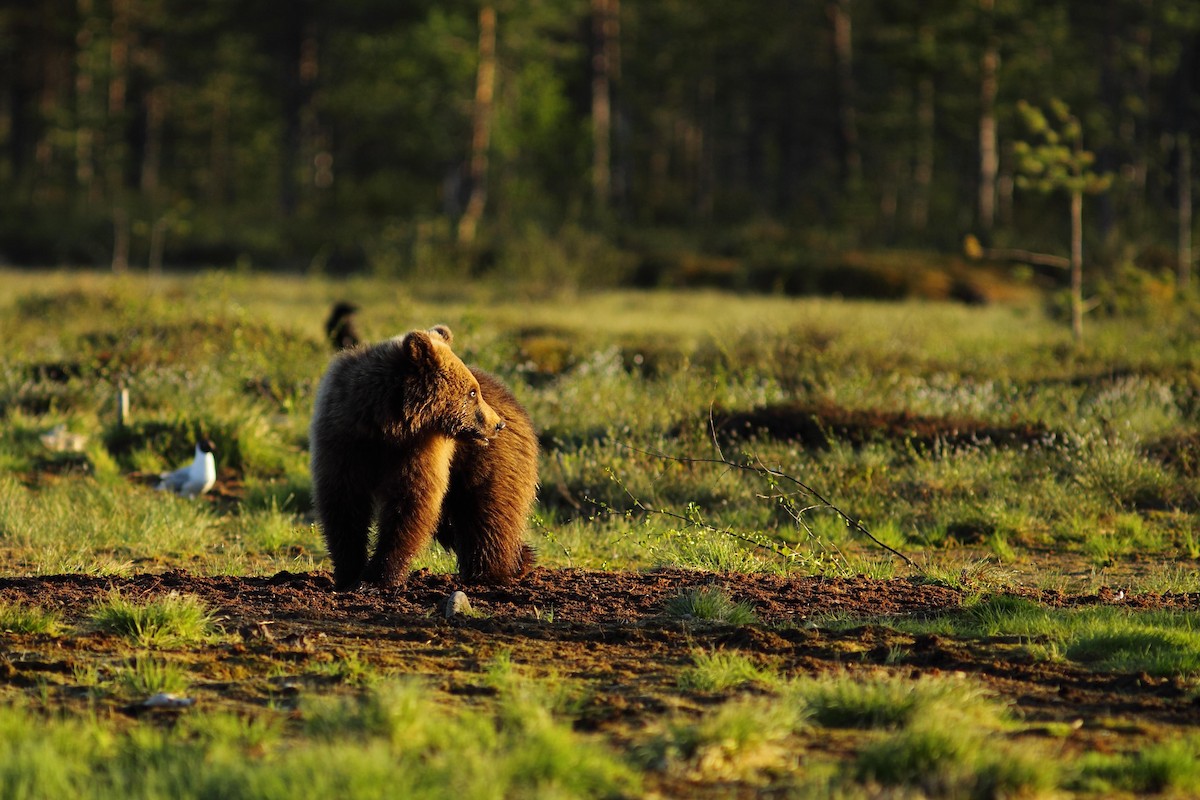 Europäischer Braunbär - ML646749671