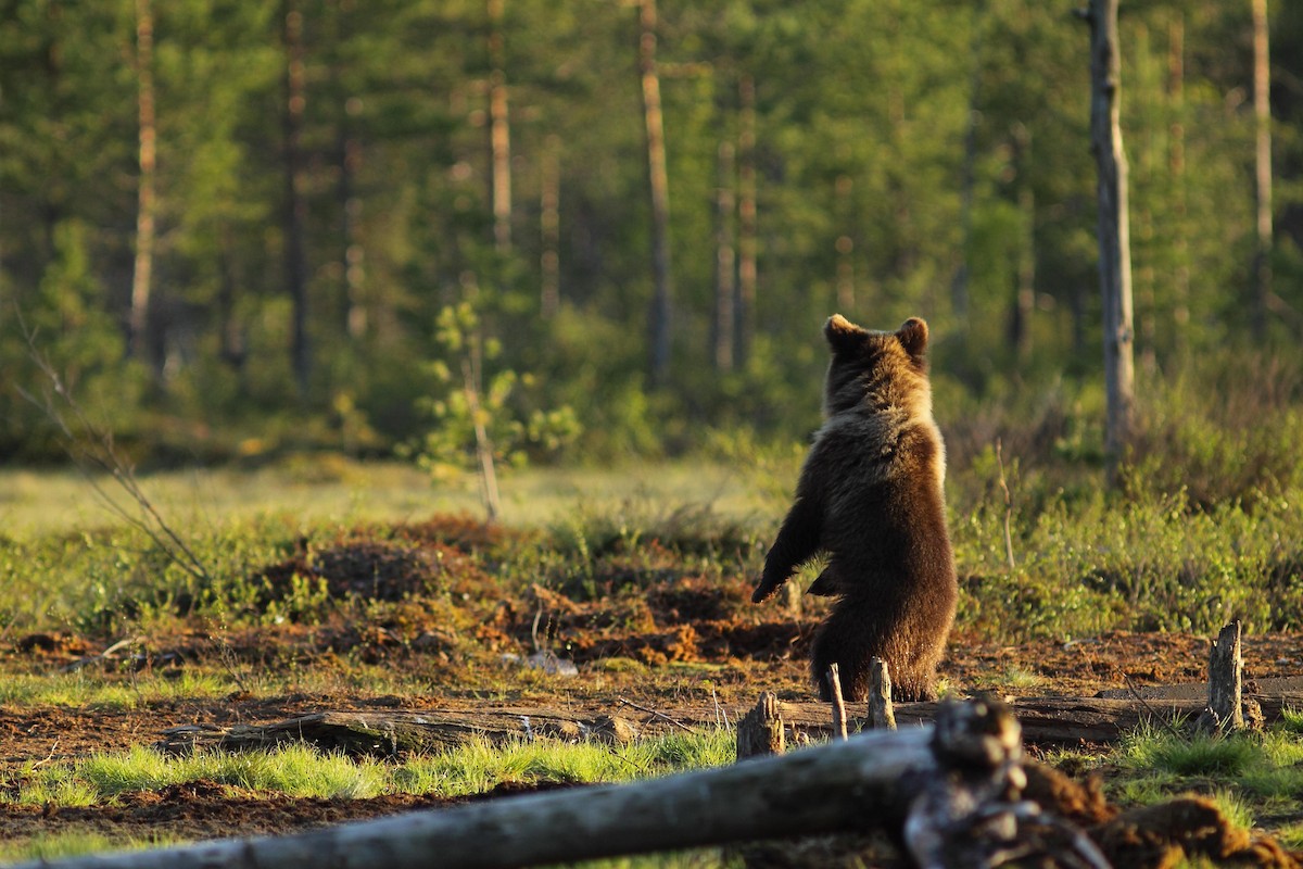 Europäischer Braunbär - ML646749672