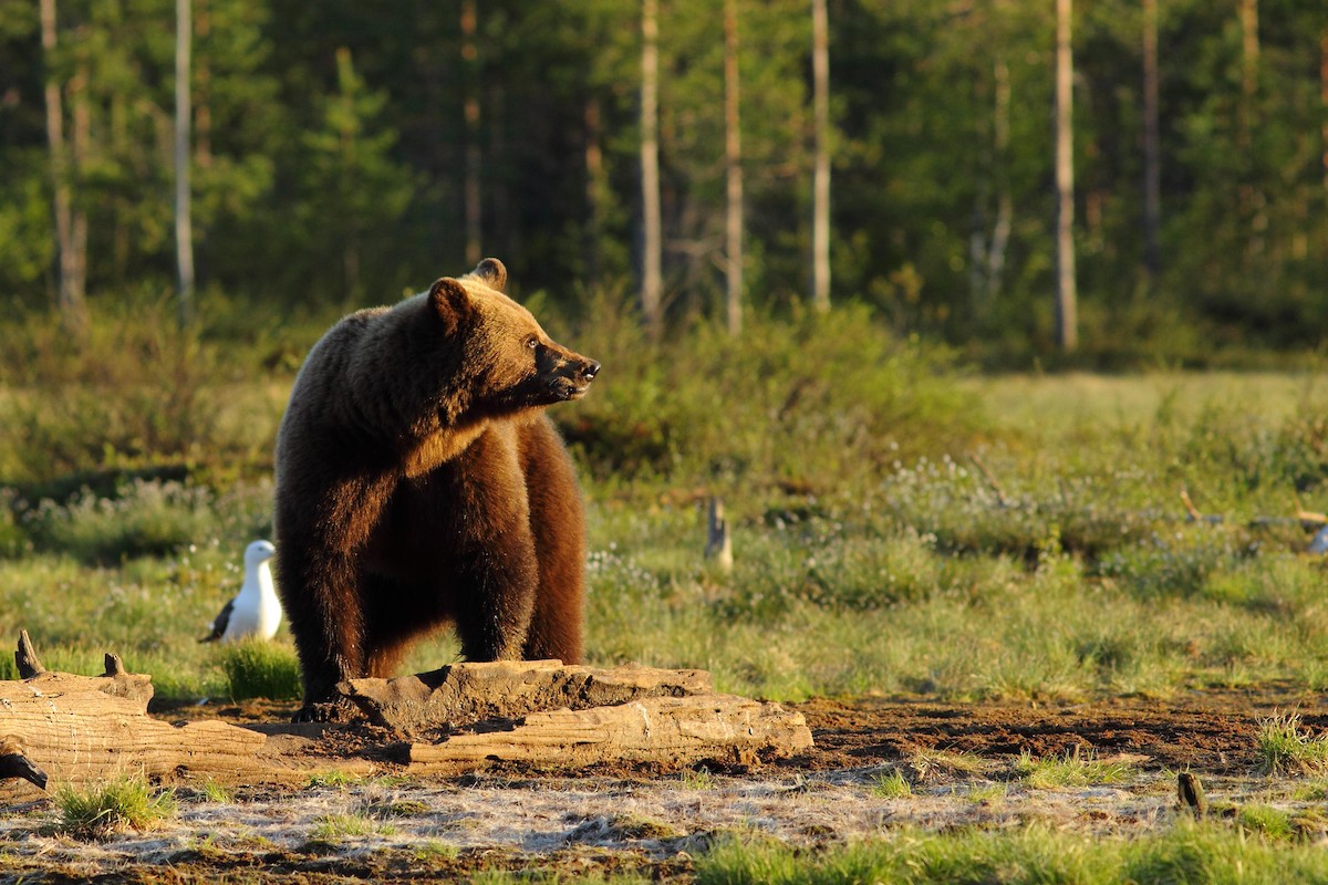 Europäischer Braunbär - ML646749673