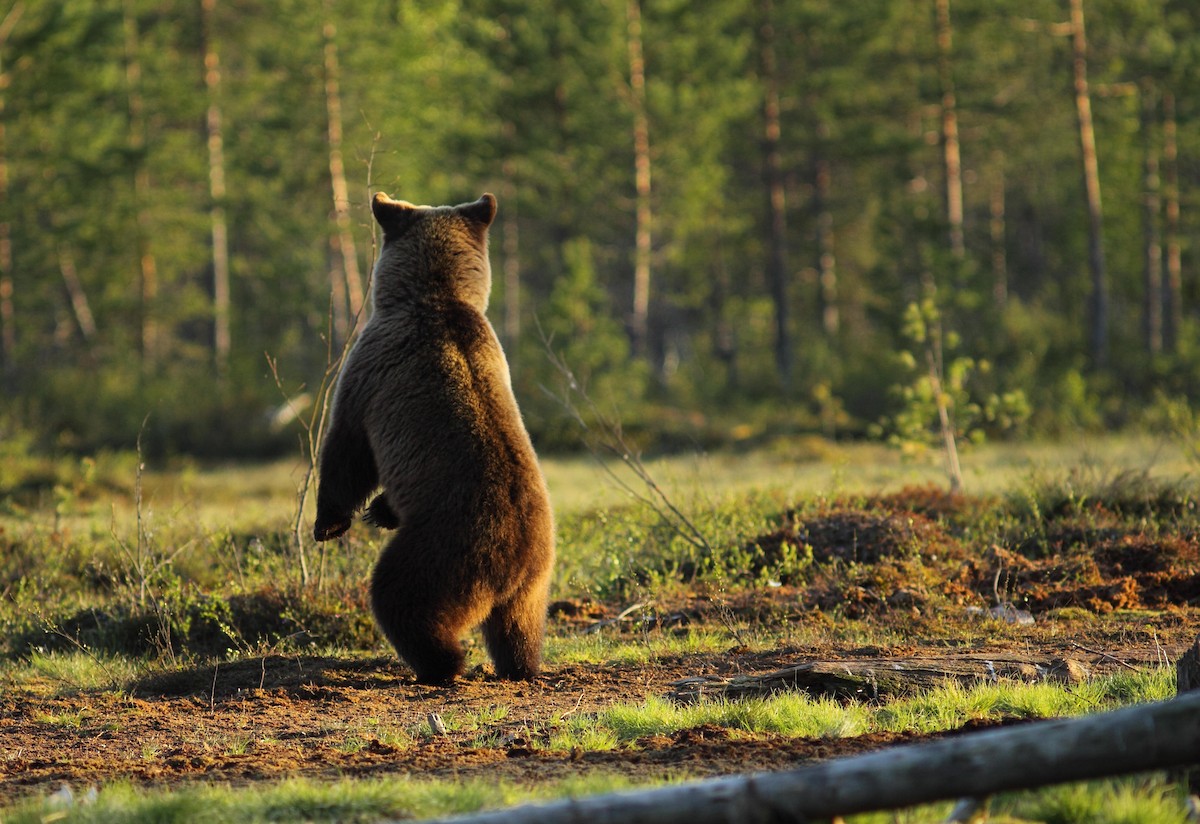 Europäischer Braunbär - ML646749674