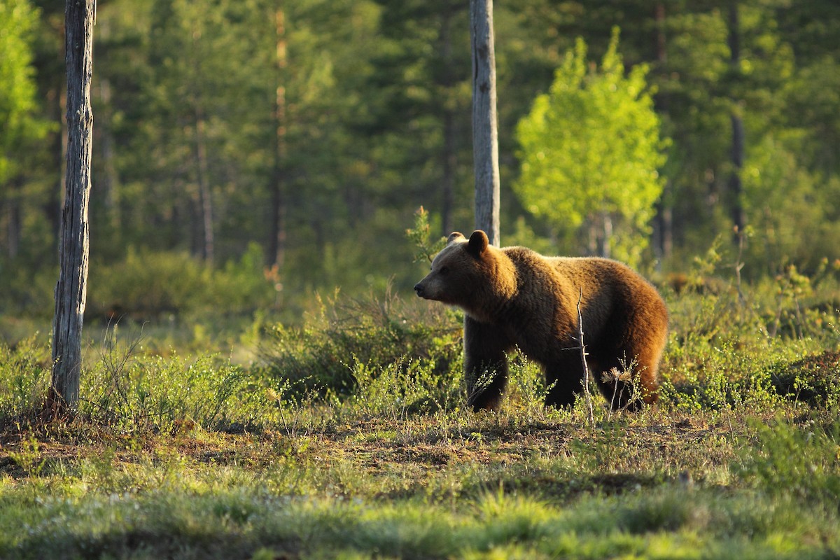 Europäischer Braunbär - ML646749675