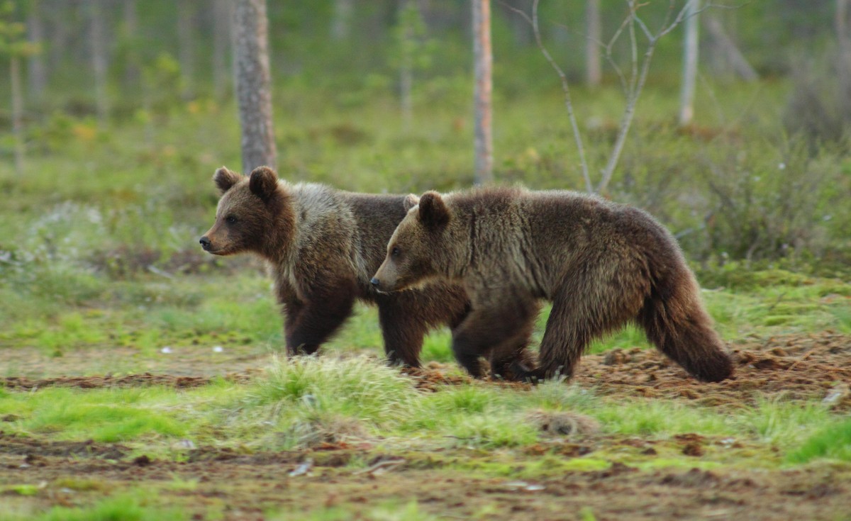 Europäischer Braunbär - ML646749676