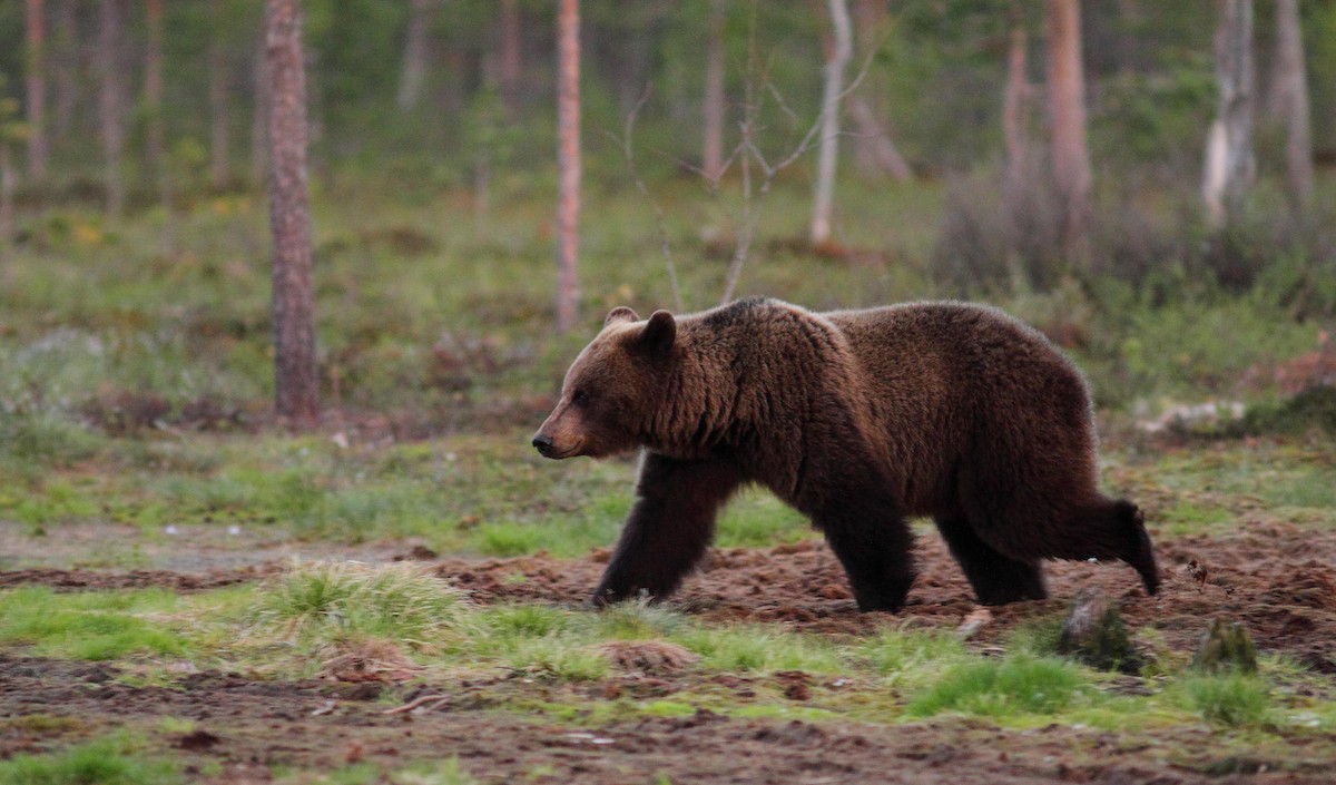 Europäischer Braunbär - ML646749677