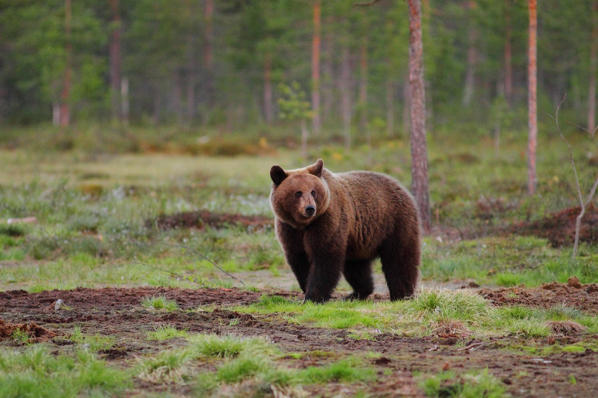 Europäischer Braunbär - ML646749678