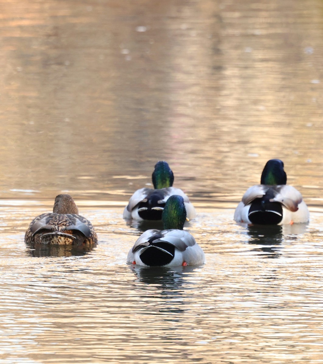 Mallard - ML646749680