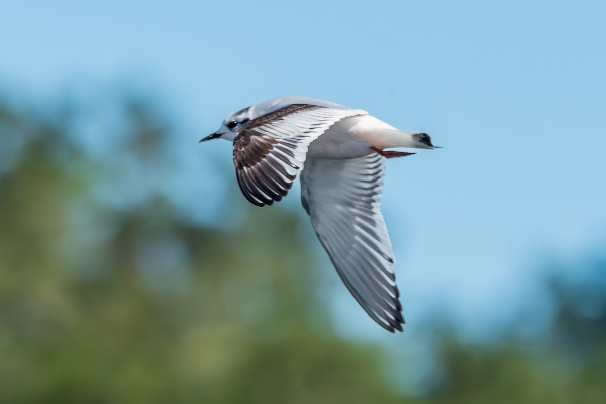 שחף גמדי - ML646749681